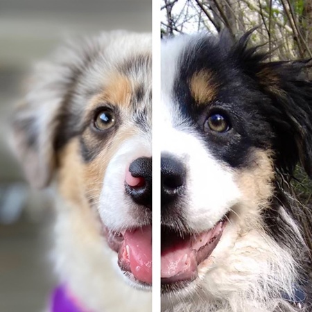 Instagram網(wǎng)紅推薦：美國(guó)200多萬粉絲的寵物達(dá)人博主