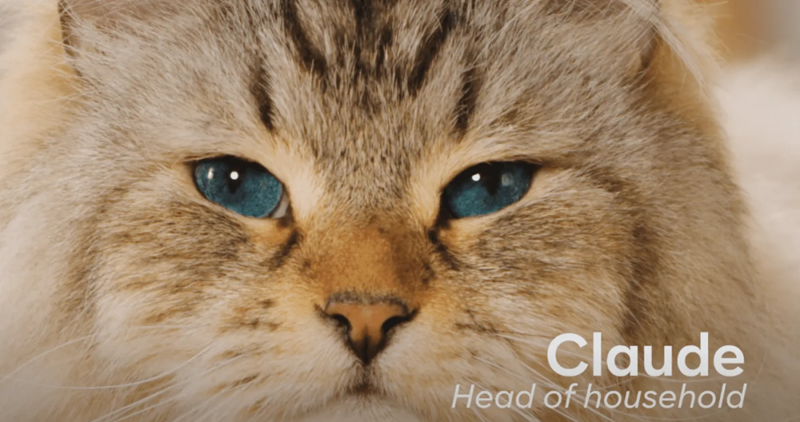 海外營銷案例解析：穩(wěn)住“毛孩子”，抓住錢袋子！