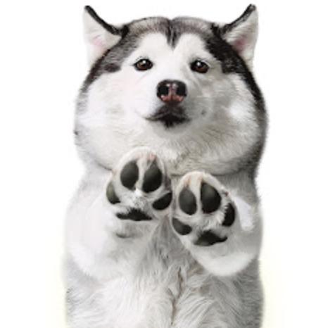 YouTube網(wǎng)紅營銷 ：韓國寵物類網(wǎng)紅KOL推薦