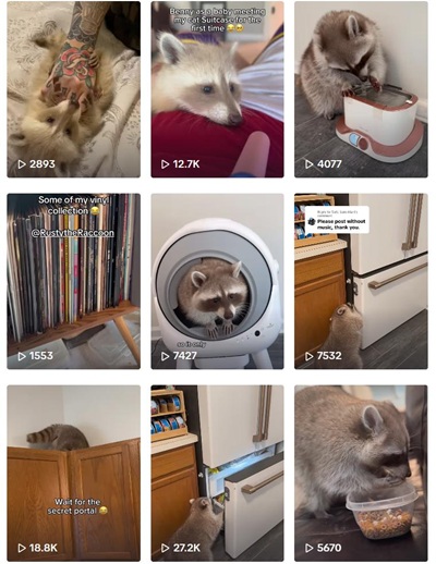 TikTok網(wǎng)紅推薦:美國寵物智能設備和寵物用品宣傳博主頻道內(nèi)容