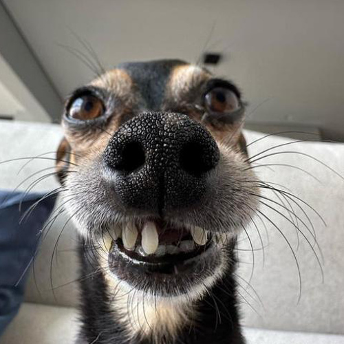 Instagram網(wǎng)紅:巴西寵物博主,適合寵物用品海外推廣