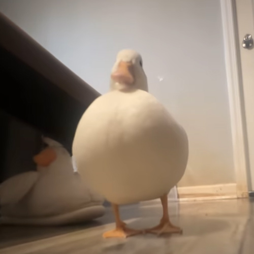 Instagram網(wǎng)紅:美國(guó)寵物品牌出海達(dá)人合作價(jià)格