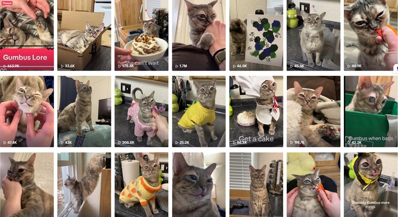 TikTok網(wǎng)紅推廣:美國貓類寵物海外博主頻道內(nèi)容