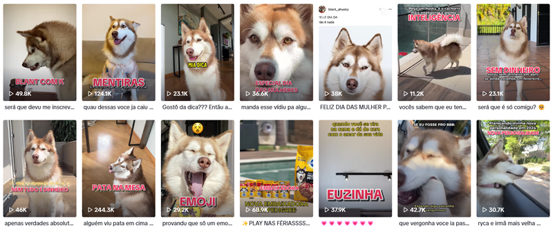 TikTok巴西寵物類網(wǎng)紅宣傳博主頻道內(nèi)容