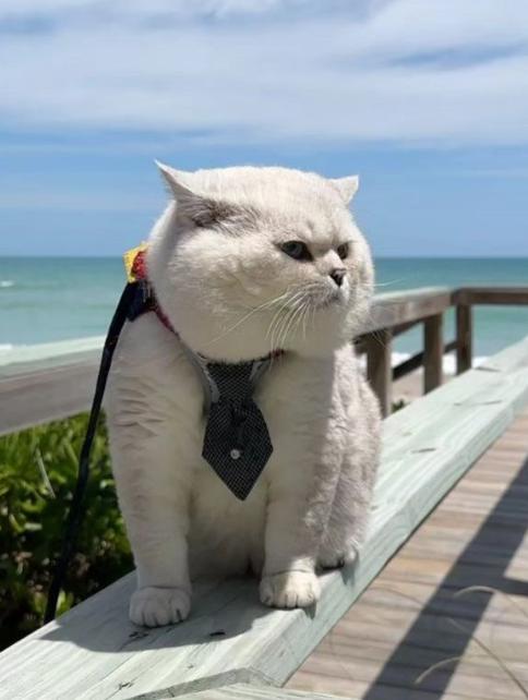 美國youtube寵物博主