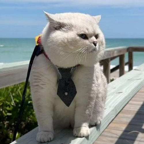 YouTube紅人推廣：L***t｜美國 寵物