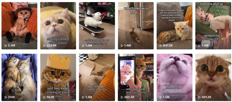 TikTok網(wǎng)紅推薦:美國寵物貓咪類海外網(wǎng)紅頻道內(nèi)容